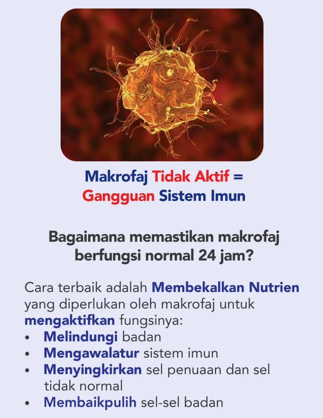 Kenapa Shiruto Sangat Popular untuk bantu sistem Imun
