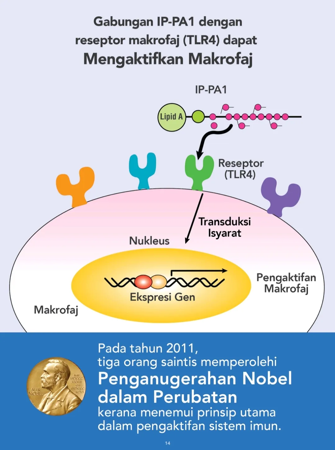 Kenapa Shiruto Sangat Popular untuk bantu sistem Imun