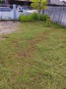 Potong Rumput