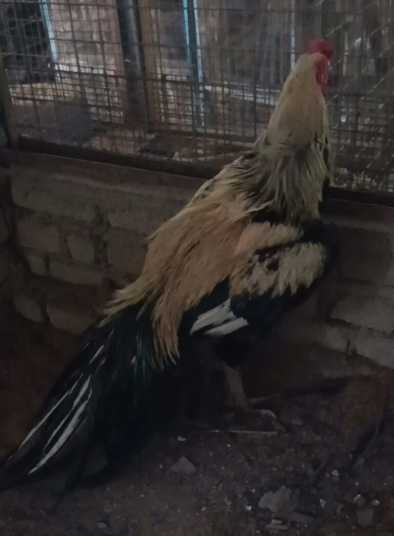 Anak ayam baka Aseel