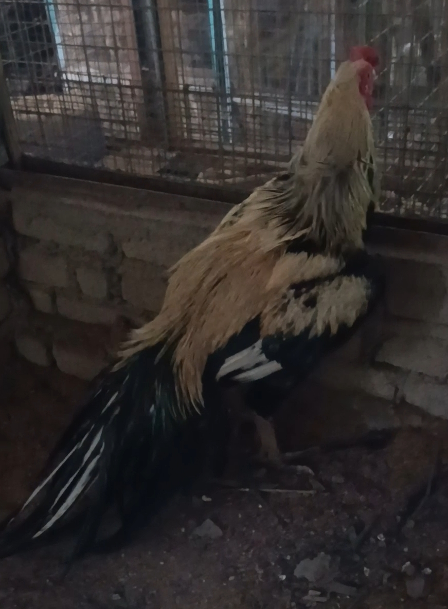 Anak ayam baka Aseel