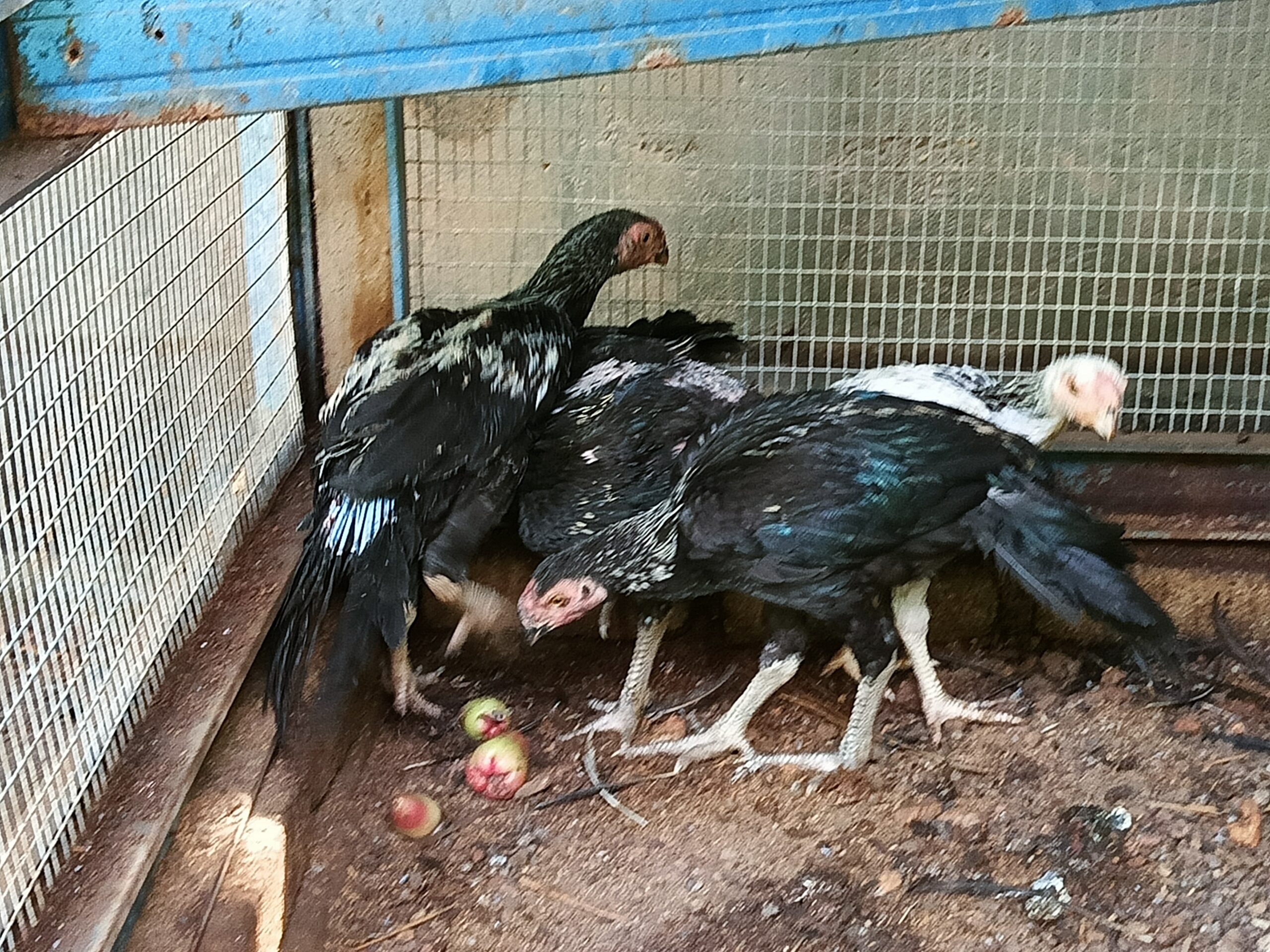 Anak ayam baka Aseel