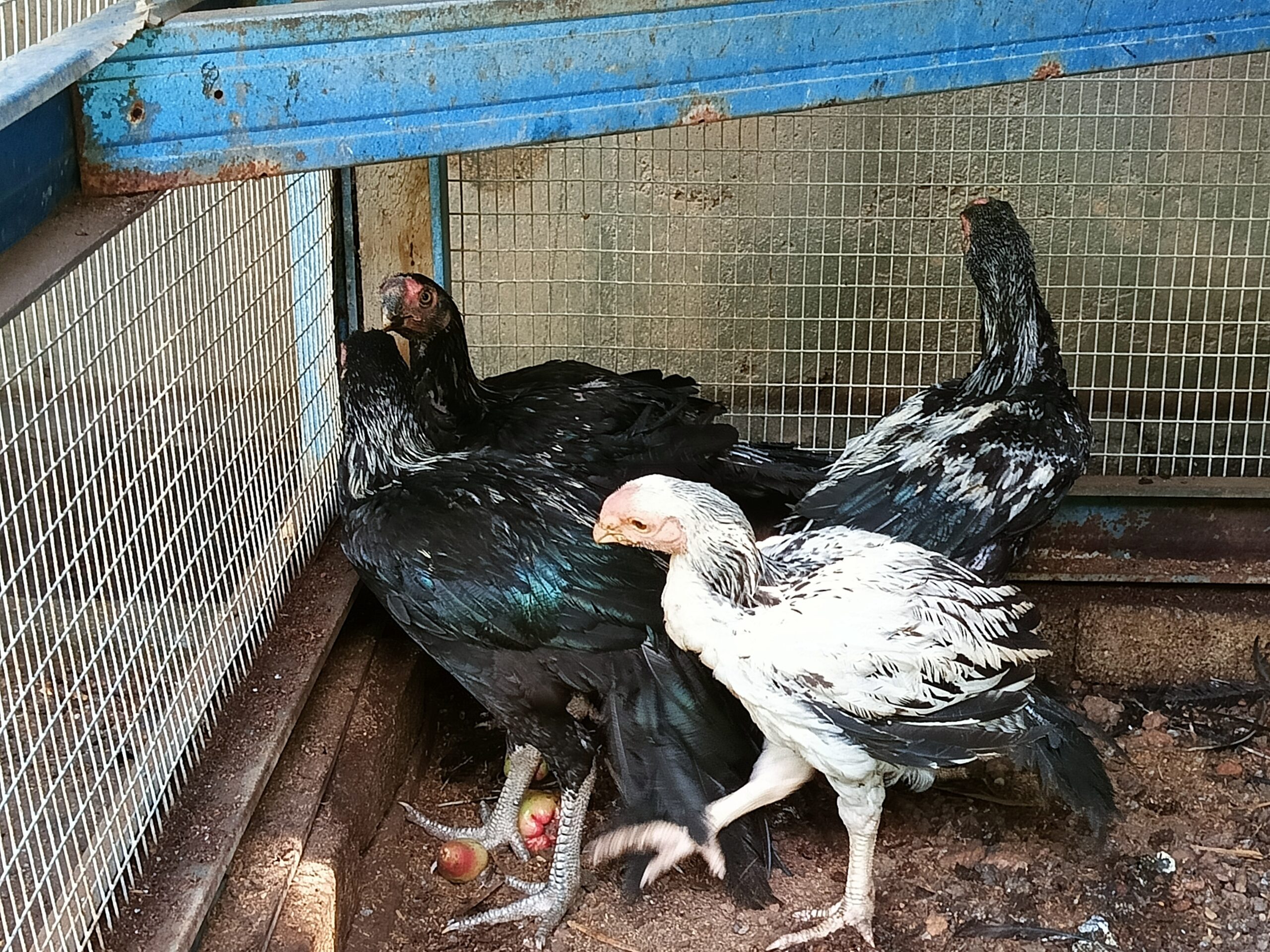 Anak ayam baka Aseel