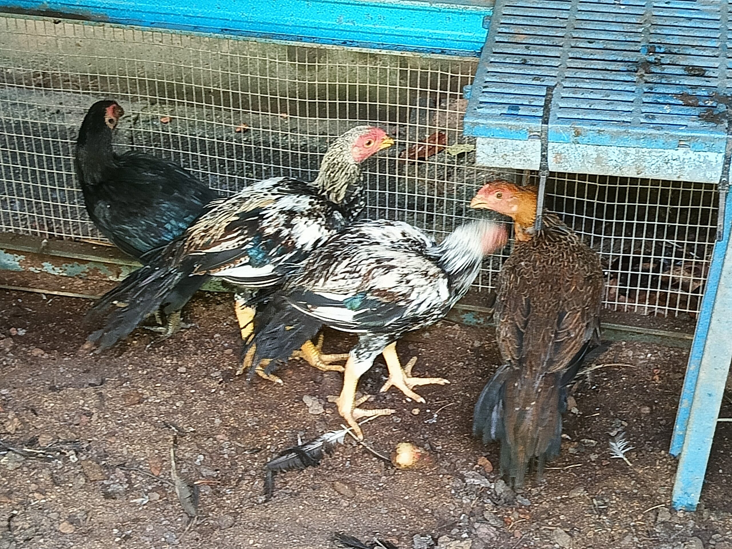 Anak ayam baka Aseel