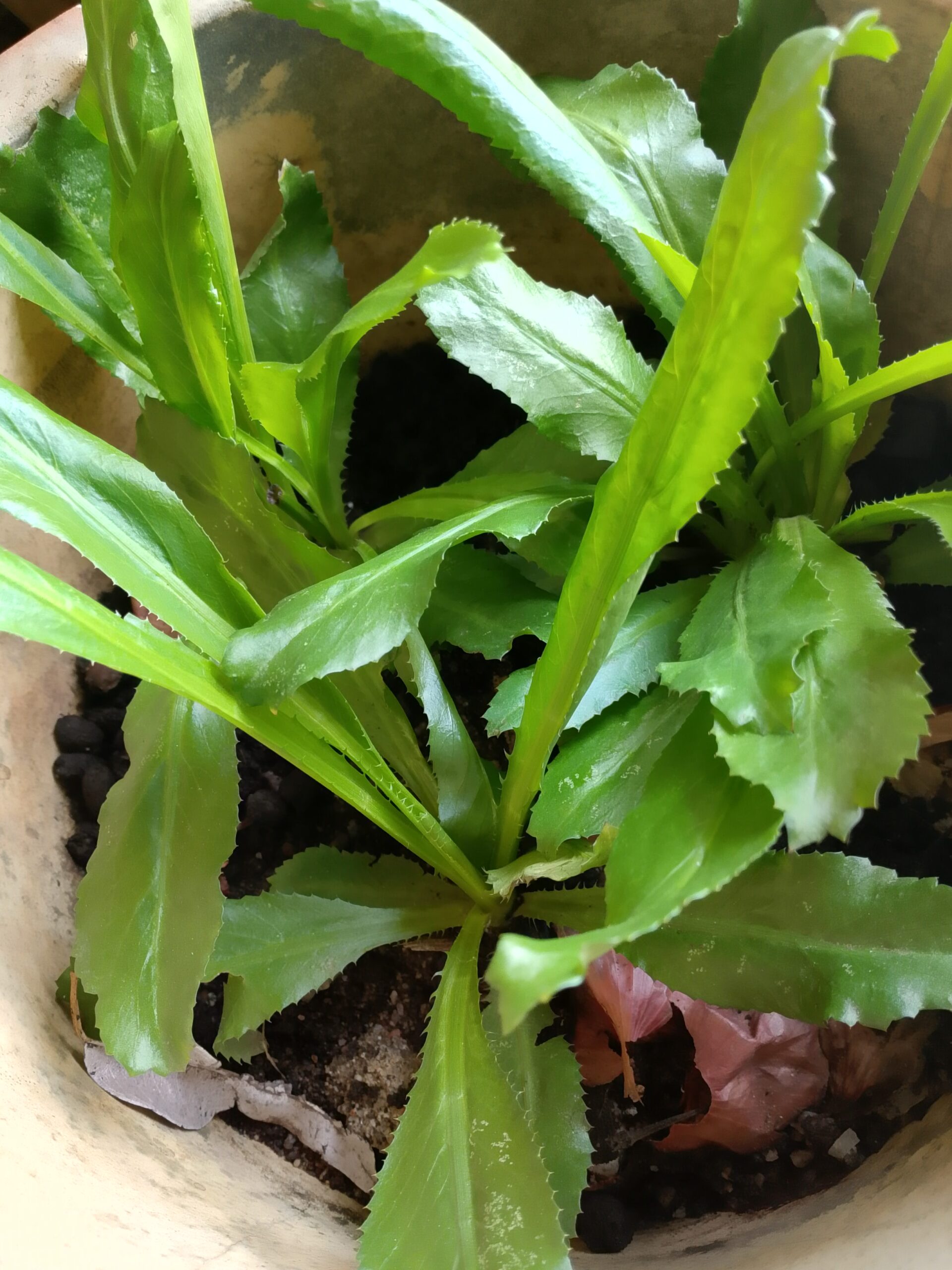 BENIH BUNGA DAN ANAK POKOK-POKOK HERBA