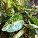 BENIH BUNGA DAN ANAK POKOK-POKOK HERBA