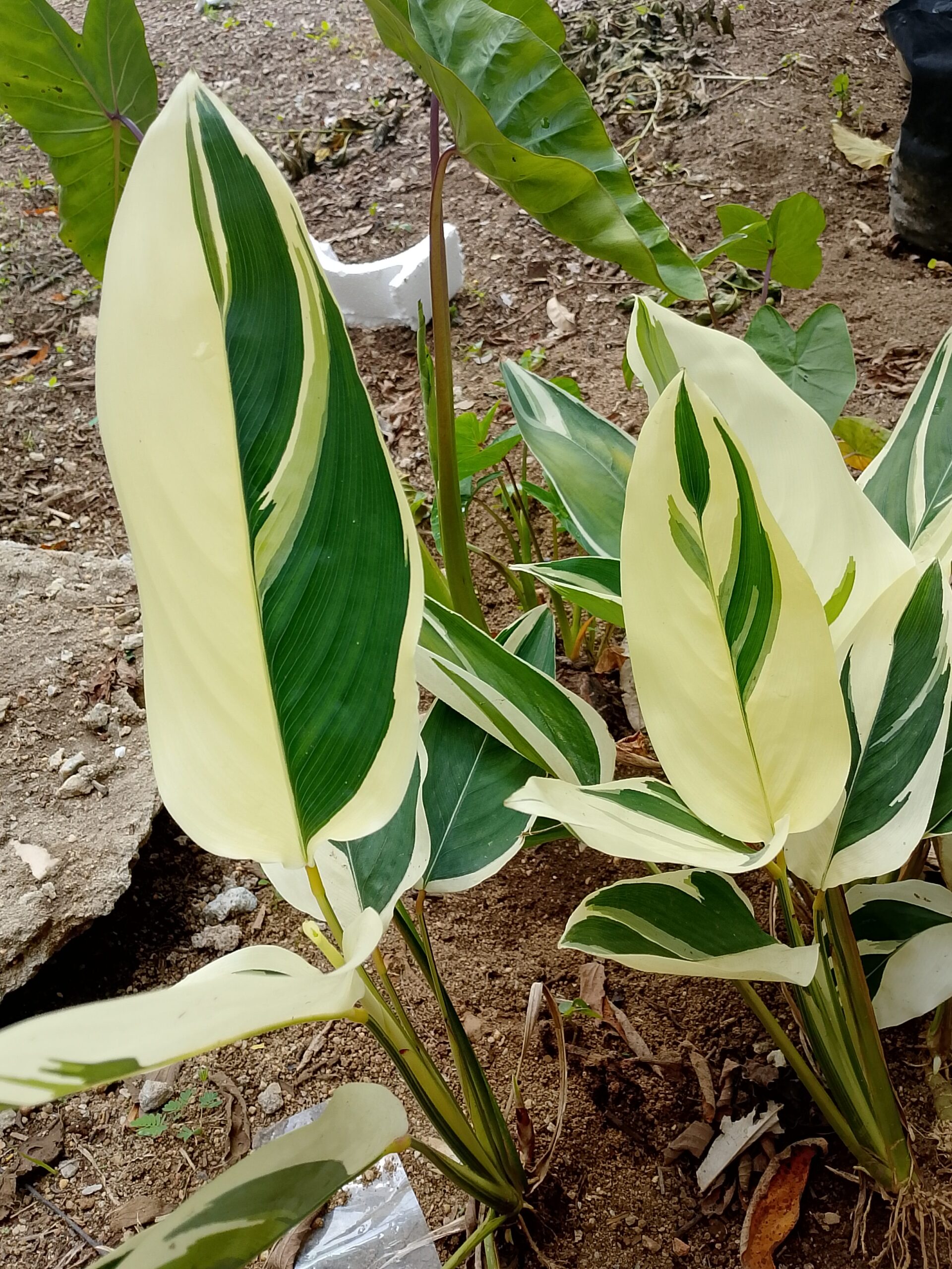 BENIH BUNGA DAN ANAK POKOK-POKOK HERBA