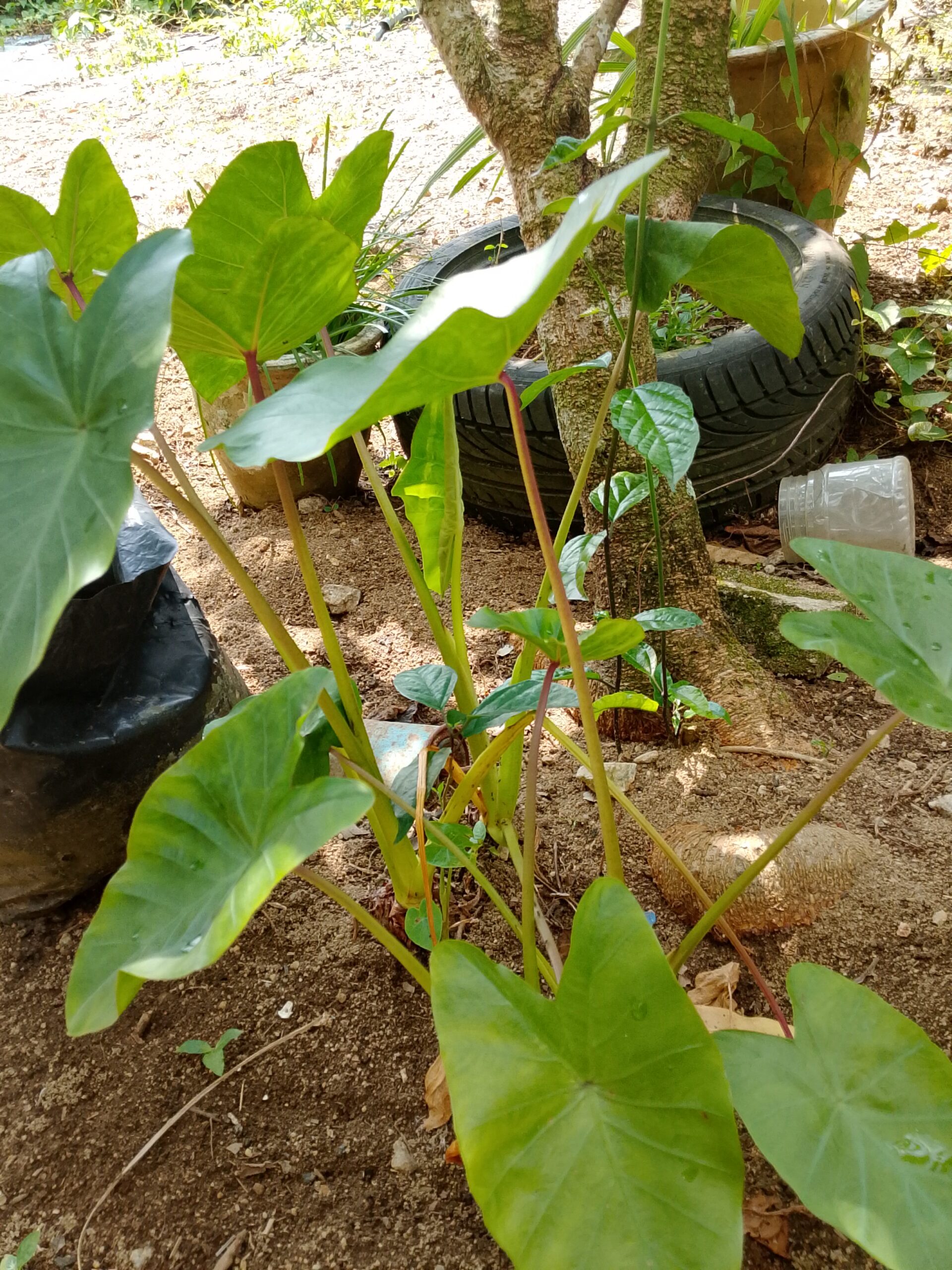 BENIH BUNGA DAN ANAK POKOK-POKOK HERBA