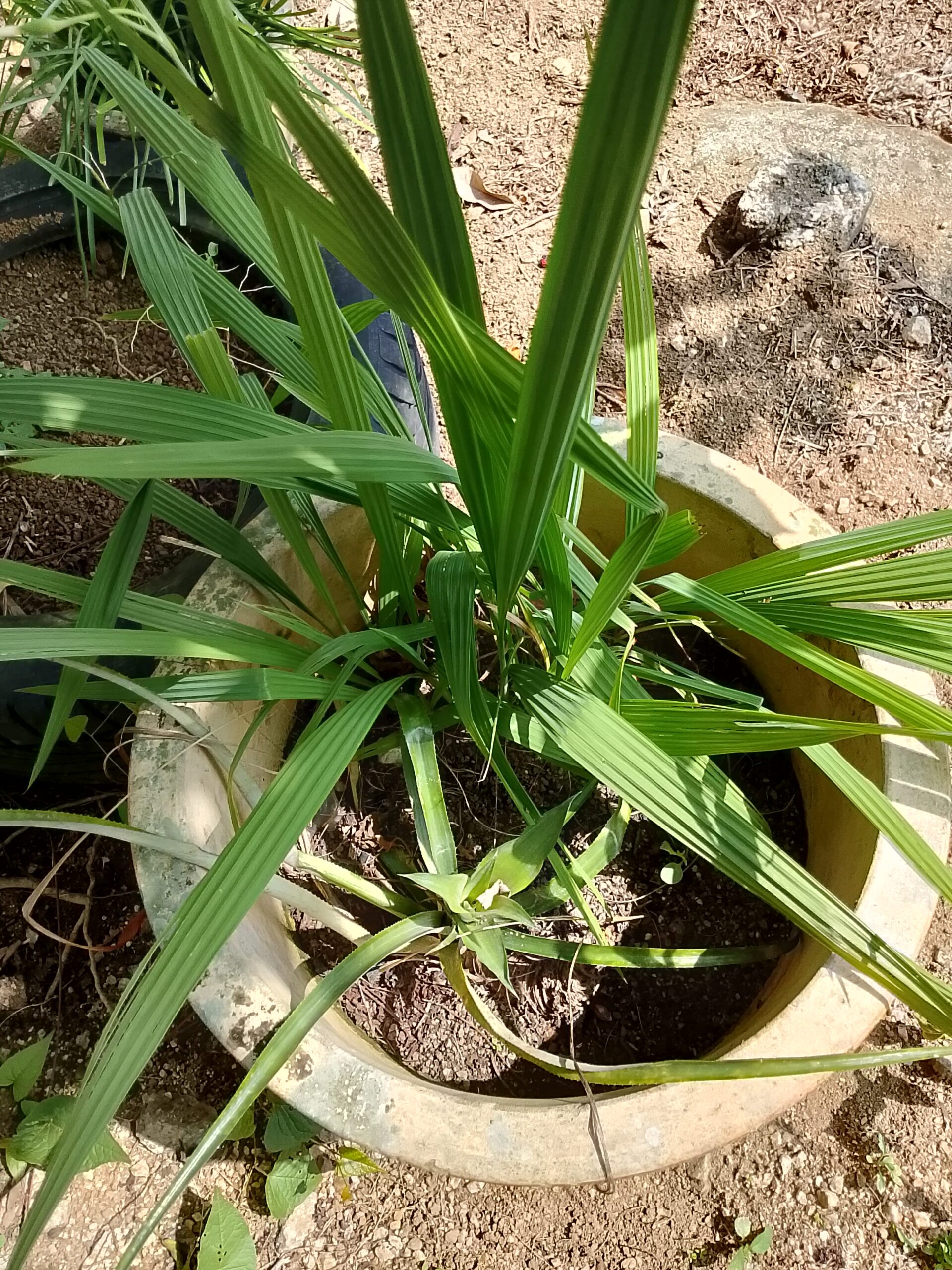 BENIH BUNGA DAN ANAK POKOK-POKOK HERBA