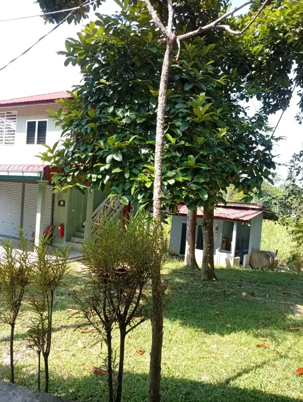 Abdul Rahman Ismail